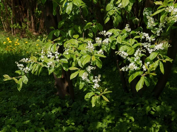 Witte Bloemen Van Zwarte Kers Prunus Cerotina Boom Het Voorjaar — Stockfoto