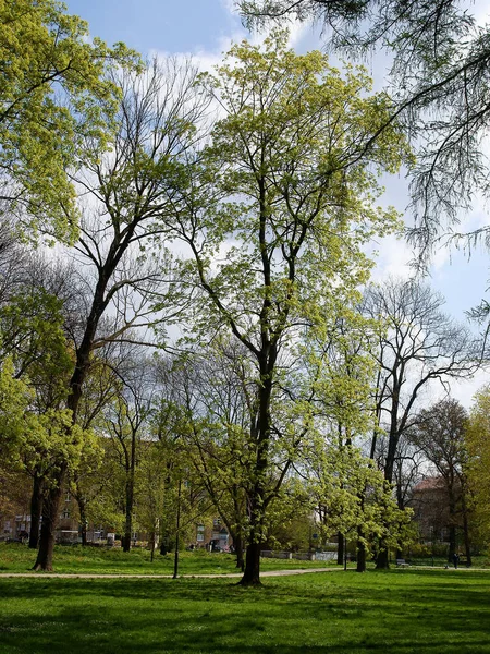 春の自然や木の様々な風景 — ストック写真