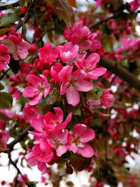 Pink Flowers Crab Apple Malus Purpurea Tree Spring — Zdjęcie stockowe