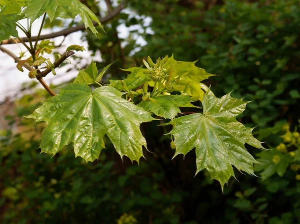 Grüne Blätter Des Ahornbaums Frühling — Stockfoto