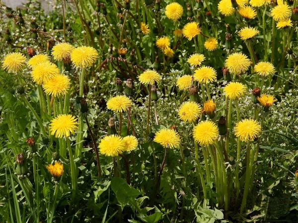 Κίτρινα Άνθη Πικραλίδας Και Αφράτες Φούσκες Σπόρους Την Άνοιξη — Φωτογραφία Αρχείου