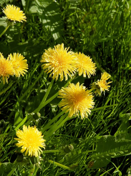 Yellow Dandelions Flowers Fluffy Blow Balls Seeds Spring — 스톡 사진