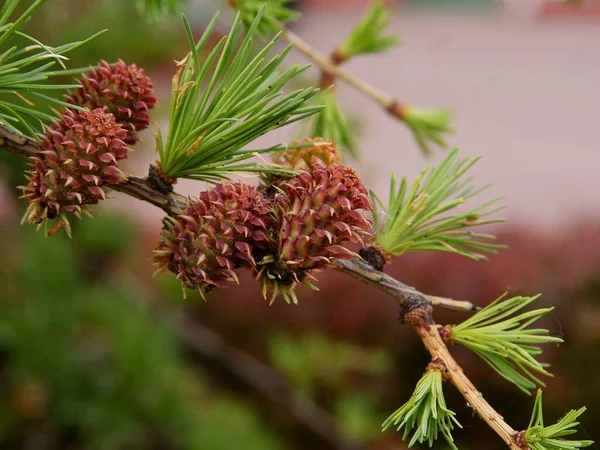 Larch Tree Growing Blossoming Cones — стоковое фото