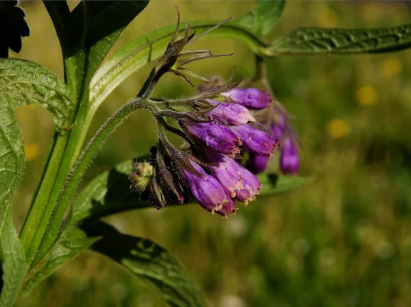 Purple Flowers Comfrey Symphytus Officinale Herb Close — Stock Photo, Image