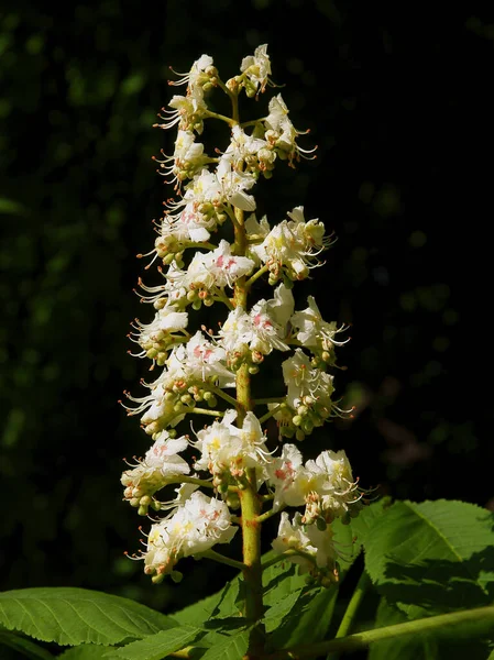 Chestnut Tree Aesculus Hippocastanum Green Leaves White Flowers — Stock Photo, Image