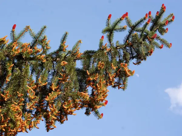 Gran Barrträd Blommar Våren — Stockfoto