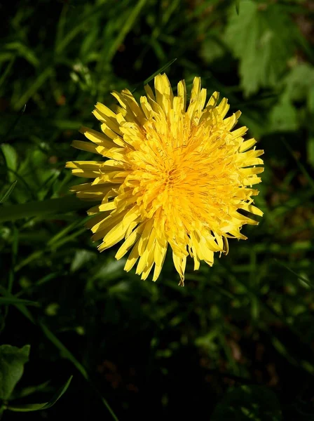 Fleurs Pissenlits Jaunes Boules Moelleuses Avec Graines Printemps — Photo