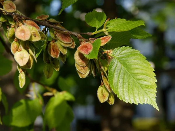 Growing Winged Seeds Elm Tree Spring — Stok fotoğraf