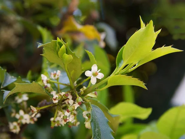 Ilex Aquifolium Bush White Flowers Spring — Zdjęcie stockowe