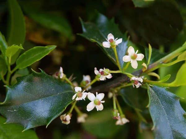 Ilex Aquifolium Bush White Flowers Spring — Zdjęcie stockowe