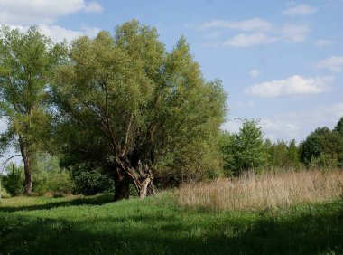 Söğüt ağaçlı kırsal arazi 
