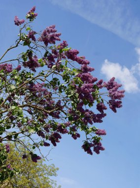 İlkbaharda açan leylak çalısı