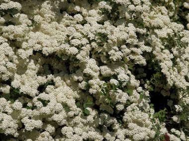 Çiçek açan çalıların beyaz çiçekleri Bahçedeki Spiraea çalıları