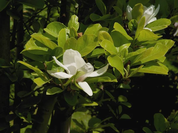 Piękne Kwiaty Magnolii Wiosną — Zdjęcie stockowe