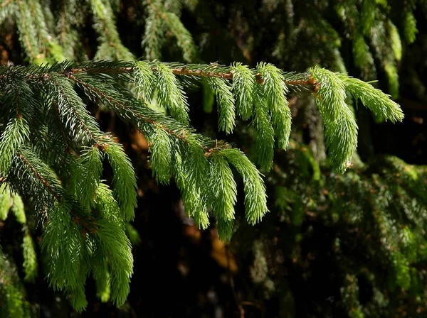 İlkbaharda büyüyen konileri, ihtiyaçları ve tomurcukları olan çam ağaçları.