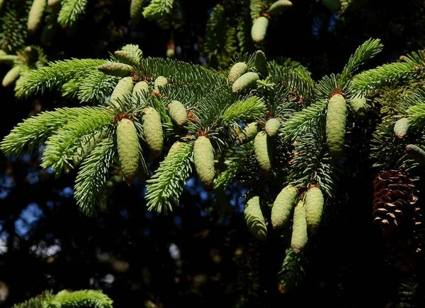 Abeto Con Conos Necesidades Brotes Primavera —  Fotos de Stock