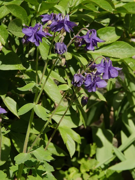 Fleurs Roses Lilas Blanches Columbine Dans Jardin — Photo