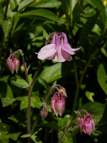 Roze Lila Witte Bloemen Van Columbine Plant Tuin — Stockfoto