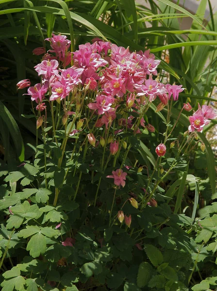 Pink Lila White Flowers Columbine Plant Garden — Stock Photo, Image