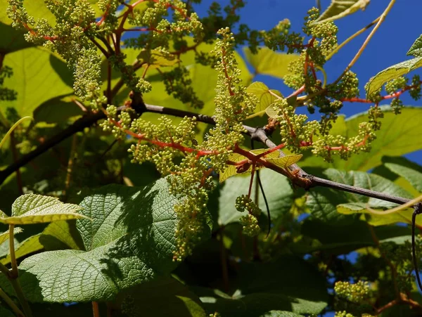  Baharda Aristo Macrophylla- doğum otları tırmanma tesisi