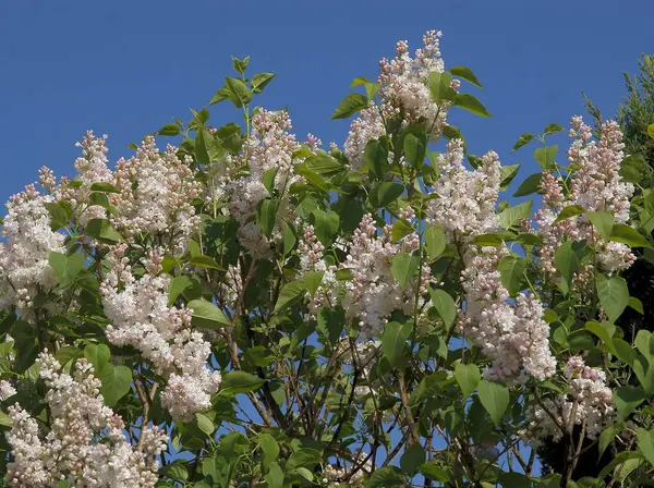 İlkbaharda açan leylak çalısı
