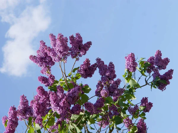 İlkbaharda açan leylak çalısı