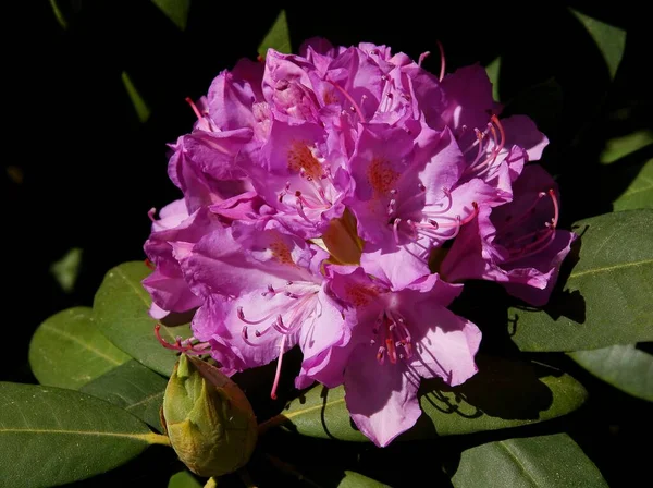İlkbaharda rhododendron çalılarının mor çiçeği