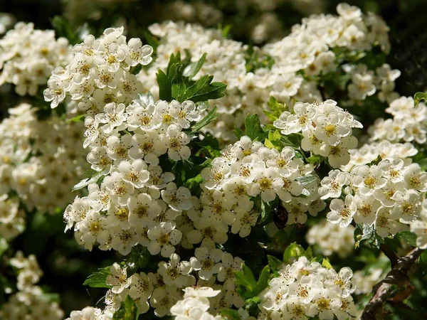 Baharda bahçede Crataegus kakusinea çalılarının beyaz çiçekleri