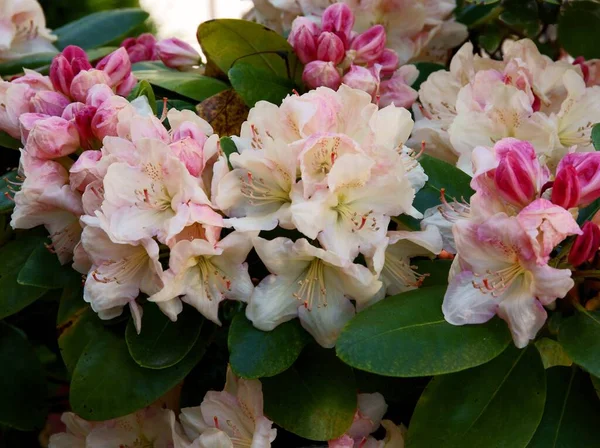 Fiori Rosa Rossi Rododendro Cespuglio Primavera — Foto Stock