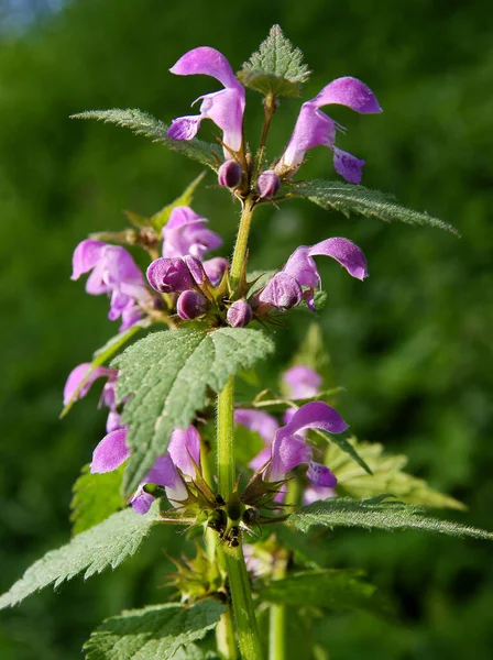 Фіолетові Квіти Мертвої Нетнічної Рослини Lamium Maculatum — стокове фото