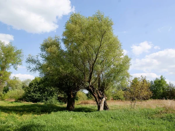 Rural Landcape Willow Trees — Stock Photo, Image