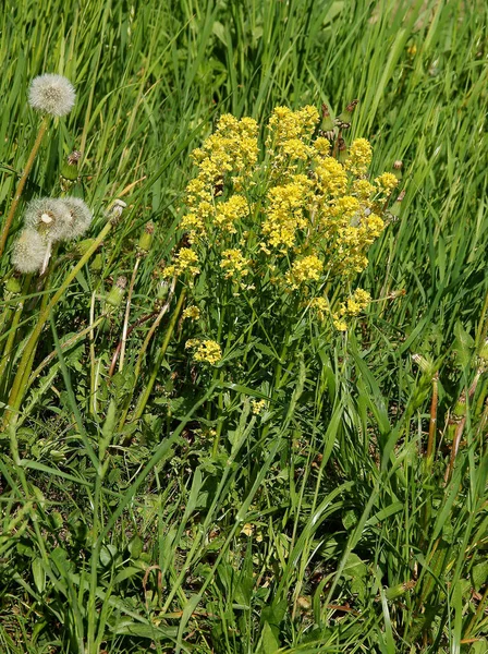 Tecavüzün sarı çiçekleri, Cole Brassica Napus İlkbaharda bitkisi