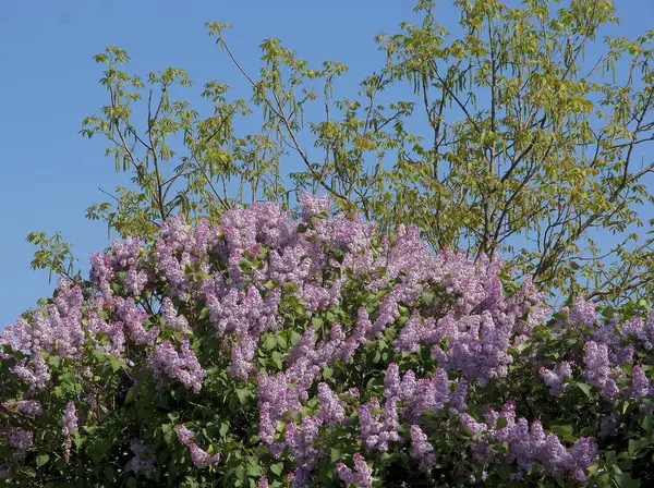 İlkbaharda açan leylak çalısı