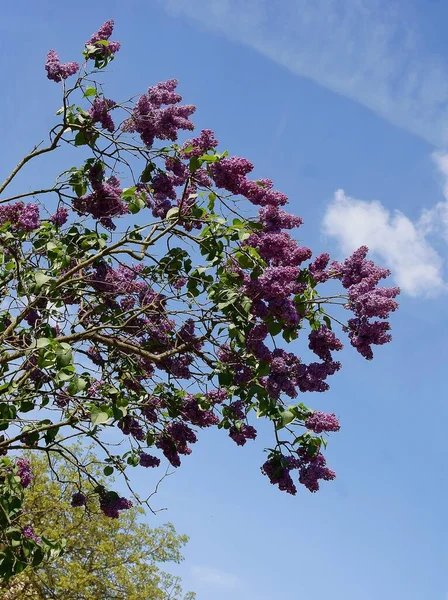 İlkbaharda açan leylak çalısı