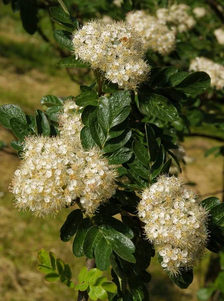 Bílé Květy Sorbus Torminalis Strom Jaře Zblízka — Stock fotografie