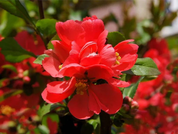 Bonitas Flores Rojas Chaenomeles Japonica Arbusto Primavera —  Fotos de Stock