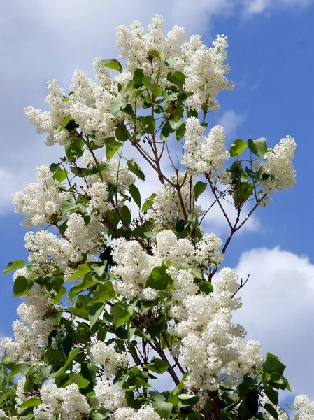İlkbaharda açan leylak çalısı