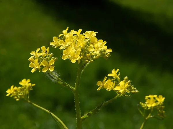 Żółte Kwiaty Gwałtu Cole Brassica Napus Roślin Wiosną — Zdjęcie stockowe