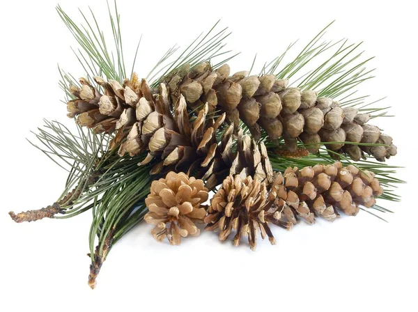 Vari Coni Pinus Albero Vicino — Foto Stock