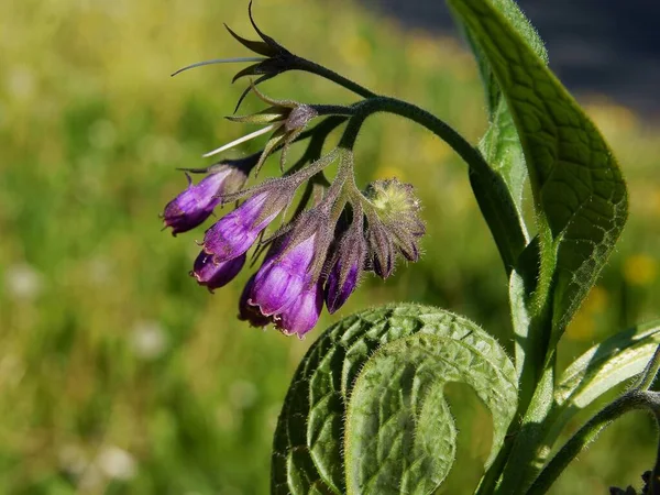 Purple Flowers Comfrey Symphytus Officinale Herb Close — Stock Photo, Image
