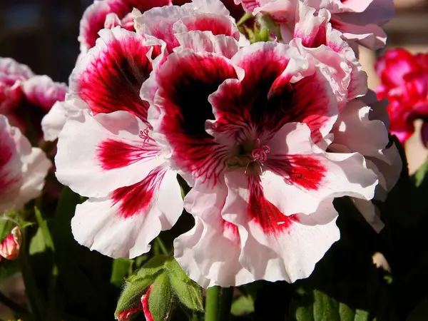 ゼラニウム鉢植えのカラフルな赤 白または紫の花 — ストック写真