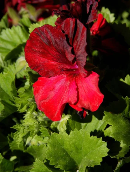 ゼラニウム鉢植えのカラフルな赤 白または紫の花 — ストック写真