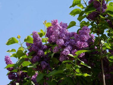İlkbaharda açan leylak çalısı