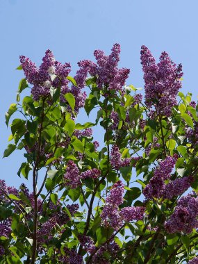 İlkbaharda açan leylak çalısı