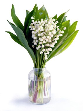 Bahar çiçekleri, vadinin zambakları, Convallaria Maialis.