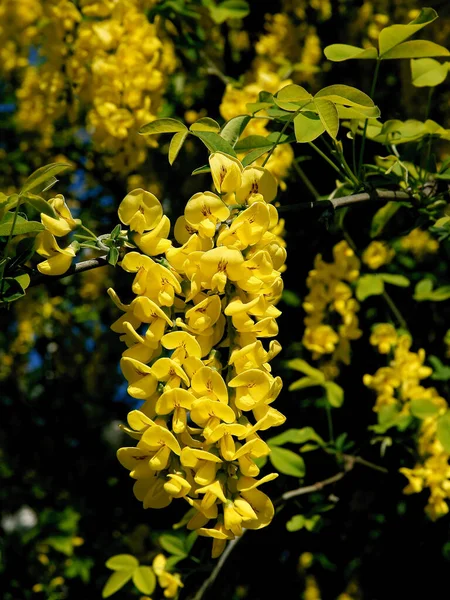 Gula Blommor Common Laburnum Laburnus Anagyroides Träd Våren — Stockfoto