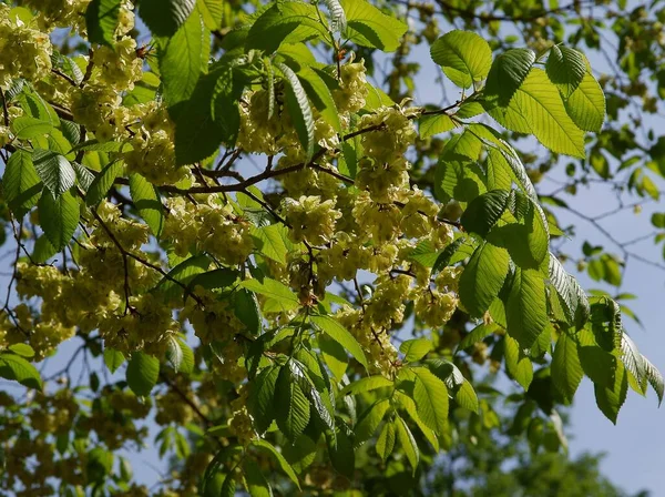 Growing Winded Seeds Ulmus Elm Tree Spring — Stock Photo, Image