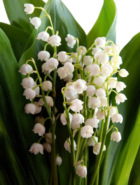 Primavera Lírio Flor Branca Vale Convallaria Maialis Close — Fotografia de Stock