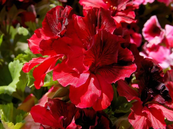 Flores Vermelhas Brancas Roxas Coloridas Plantas Vaso Gerânio — Fotografia de Stock