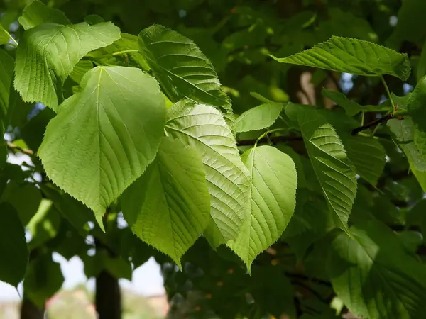 Fräscha Växande Blad Lind Våren — Stockfoto